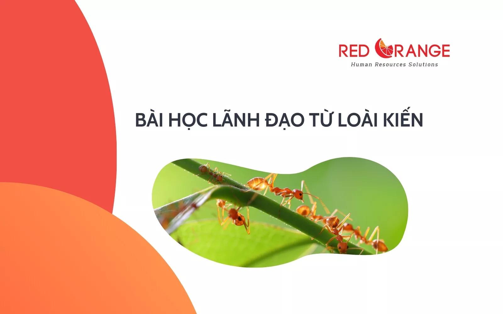 BÀI HỌC LÃNH ĐẠO TỪ LOÀI KIẾN